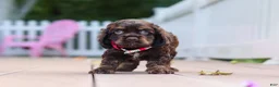 Cocker Spaniel dogs for sale: Anna - Ad 6