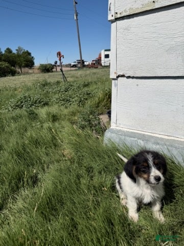Beagle dogs Boy 1 - Ad 5