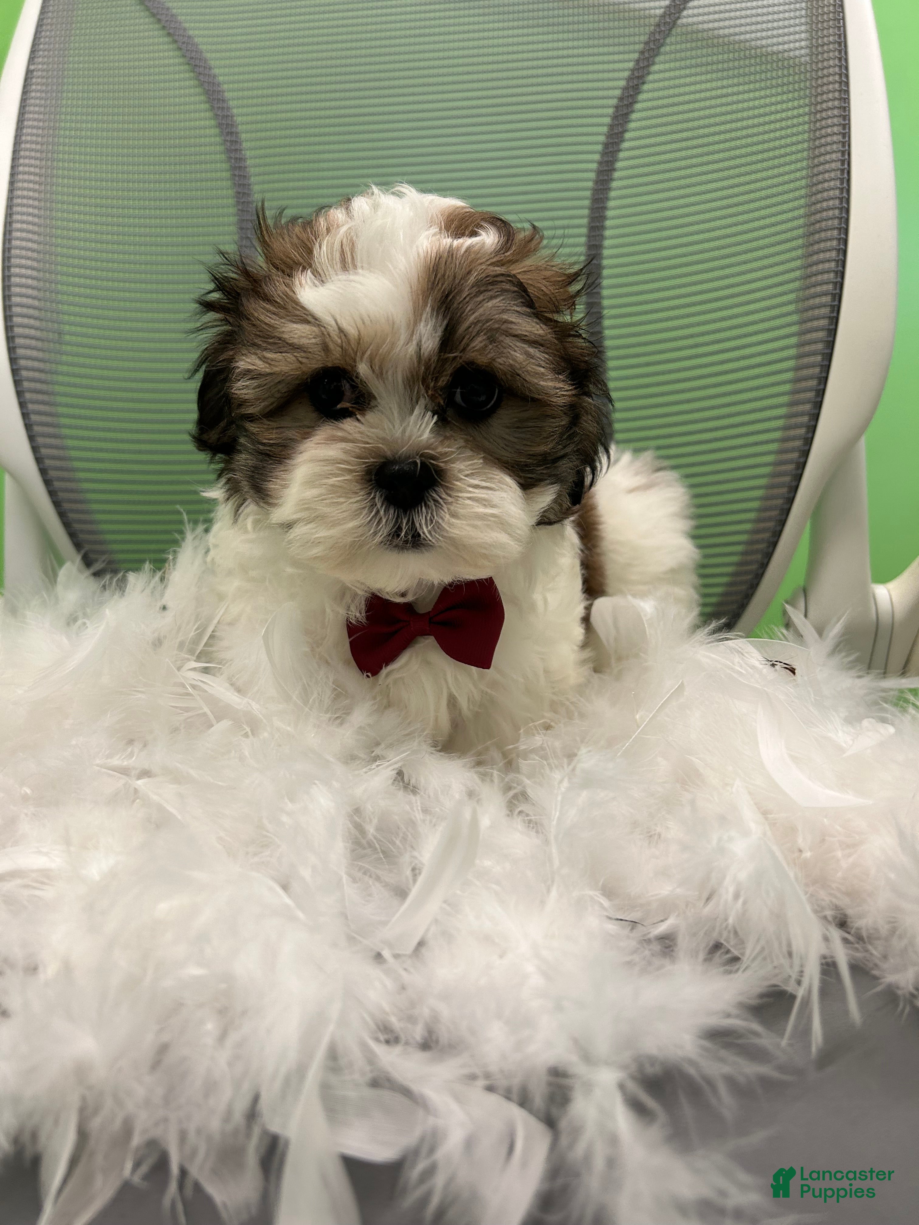 Malshi dogs Malshi Puppy 1 - Ad 4