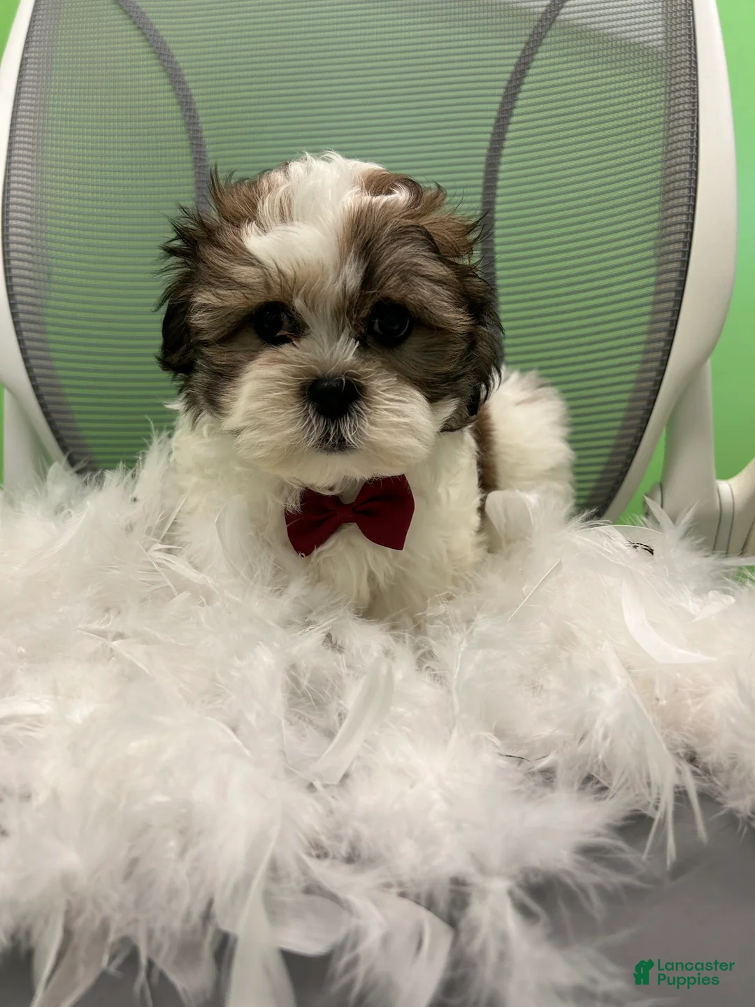 Malshi dogs for sale: Malshi Puppy 1 - Ad 1