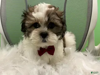 Malshi dogs Malshi Puppy 1 - Ad 4