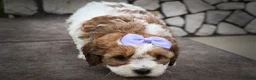 Cavachon dogs for sale: Hallie🎀 - Ad 8
