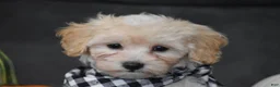 Maltipoo dogs for sale: Mia - Ad 5