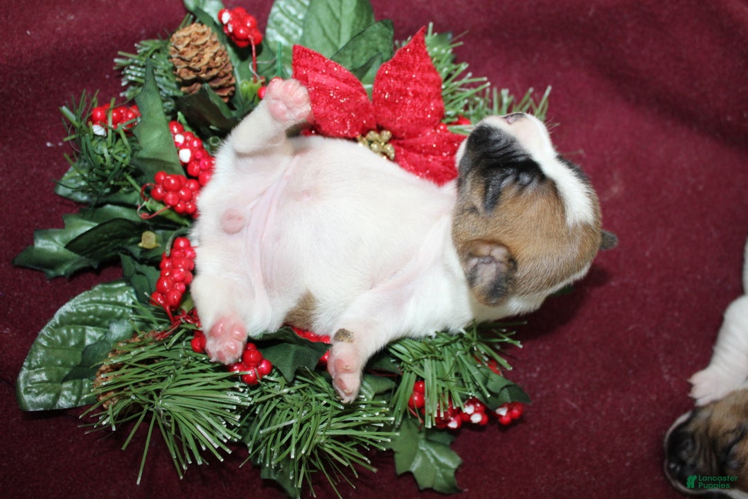 Jack Russell Terrier dogs for sale: LaffyTaffy - Ad 5