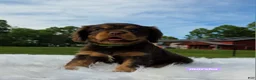 Cavalier King Charles Spaniel dogs for sale: Marsha - Ad 1