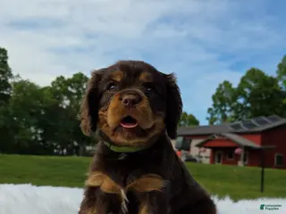 Cavalier King Charles Spaniel dogs for sale: Marsha - Ad 1