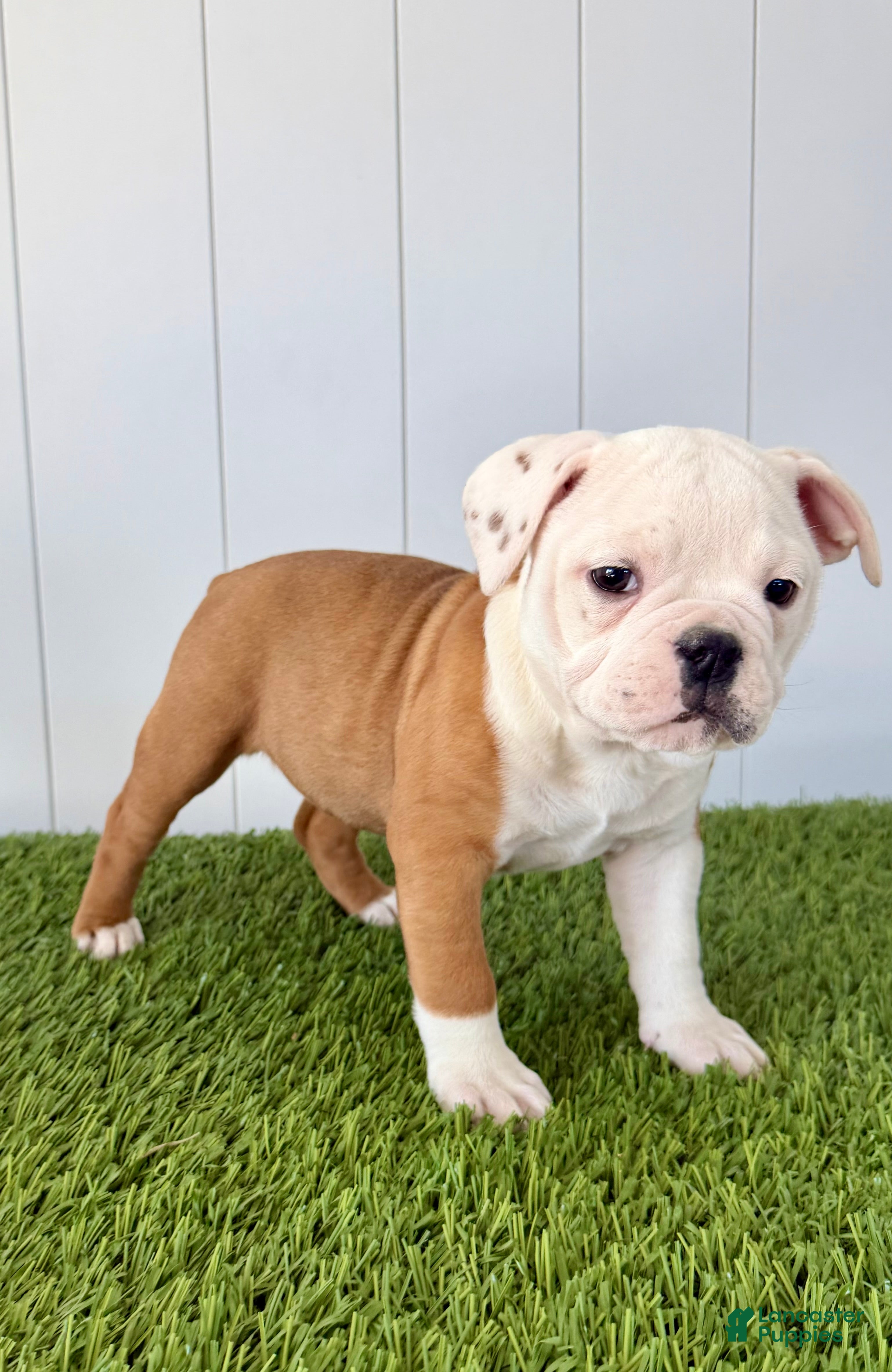 Olde English Bulldogge dogs Maizley - Ad 2