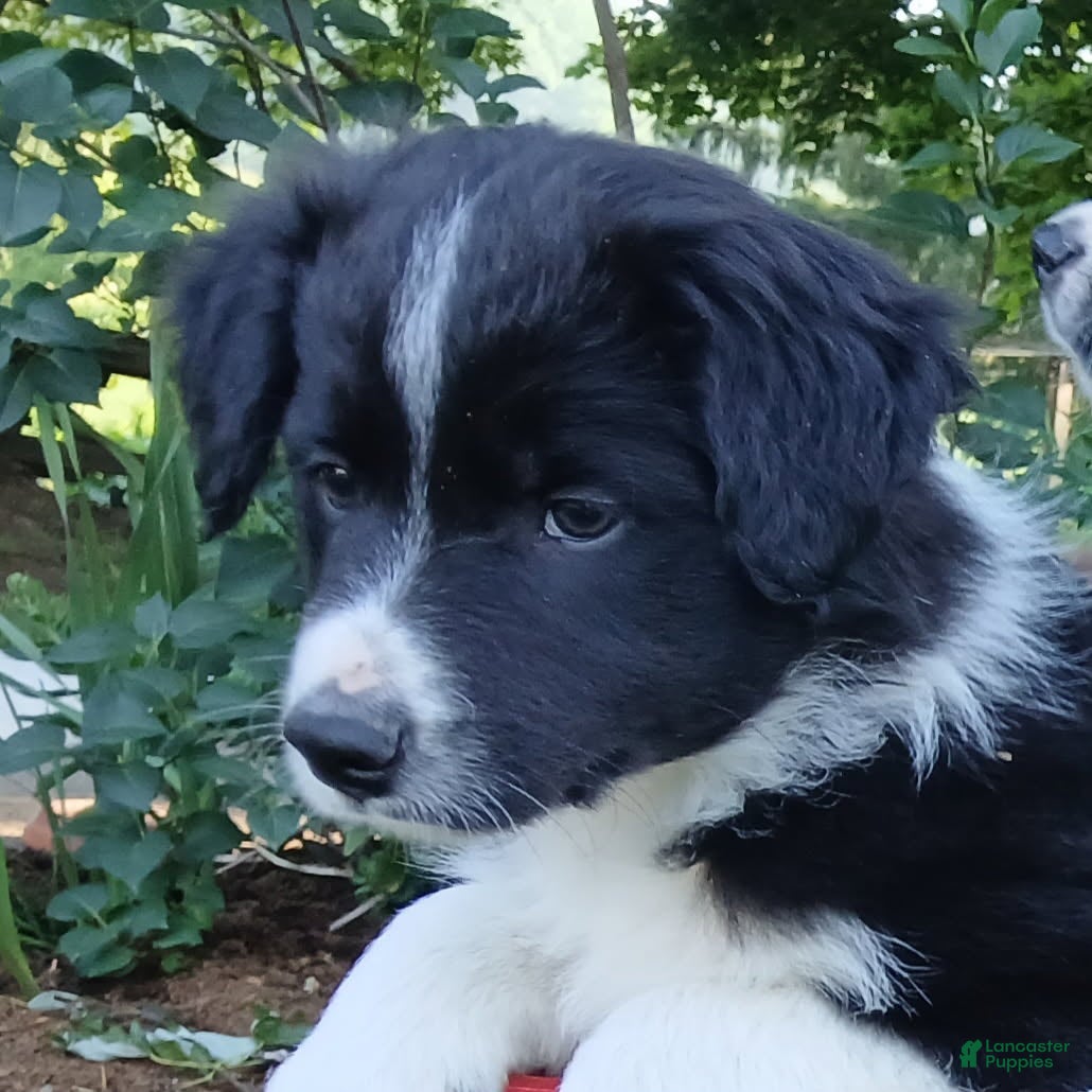 Border Collie dogs Prince - Ad 2