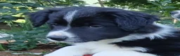 Border Collie dogs for sale: Prince - Ad 2