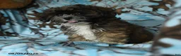 Mixed Breed dogs for sale: Uma - Ad 10