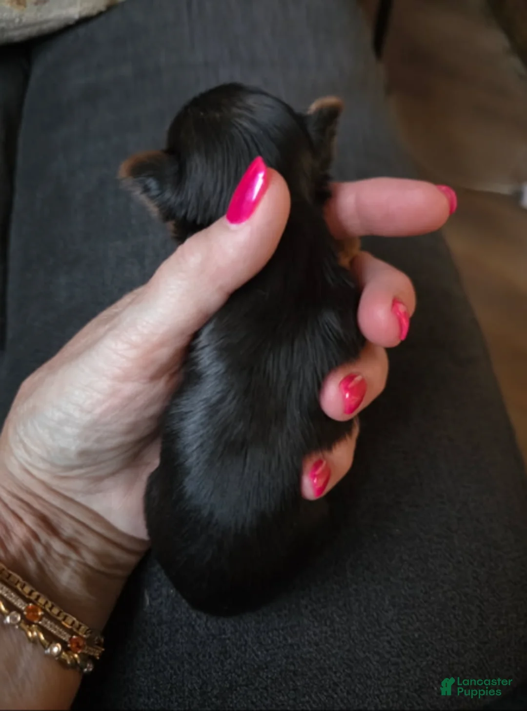Yorkshire Terrier dogs for sale: Nugget - Ad 2