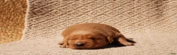 Golden Retriever dogs for sale: Daisy -AKC, Genetically Clear - Ad 79