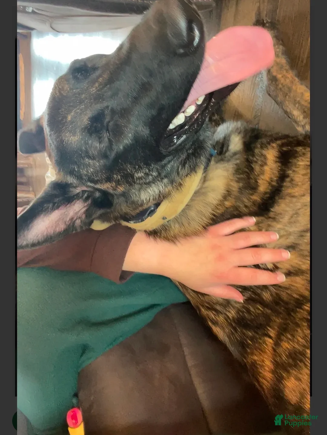 Mixed Breed dogs for sale: Mixed Breed 1 - Ad 2