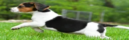 Beagle dogs for sale: Bella - Ad 11
