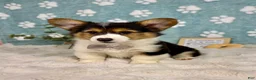 Welsh Corgi Pembroke dogs for sale: Benny - Ad 4
