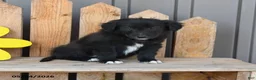 Mixed Breed dogs for sale: Grant - Ad 3
