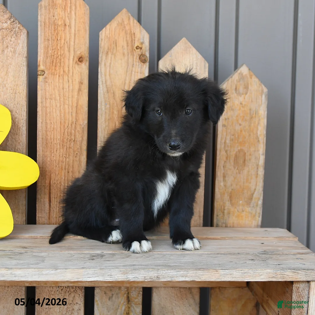Mixed Breed dogs for sale: Grant - Ad 3