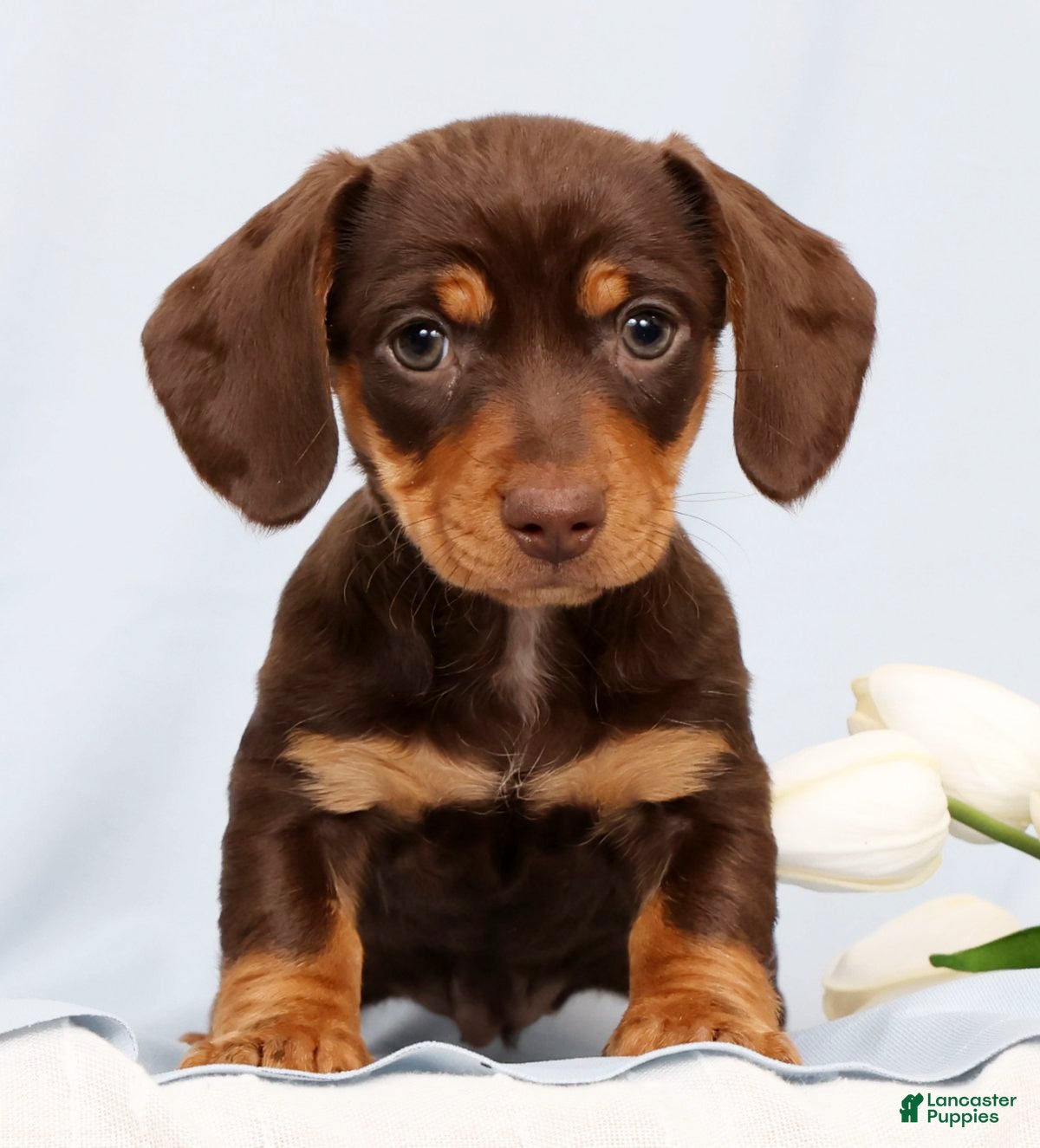 Miniature Dachshund dogs Fern - Ad 1