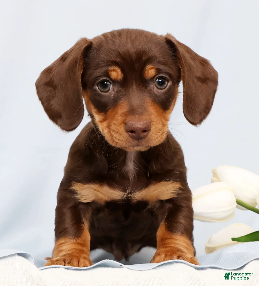 Miniature Dachshund dogs for sale: Fern - Ad 1