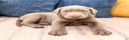 Labrador Retriever dogs for sale: Canyon - Ad 2