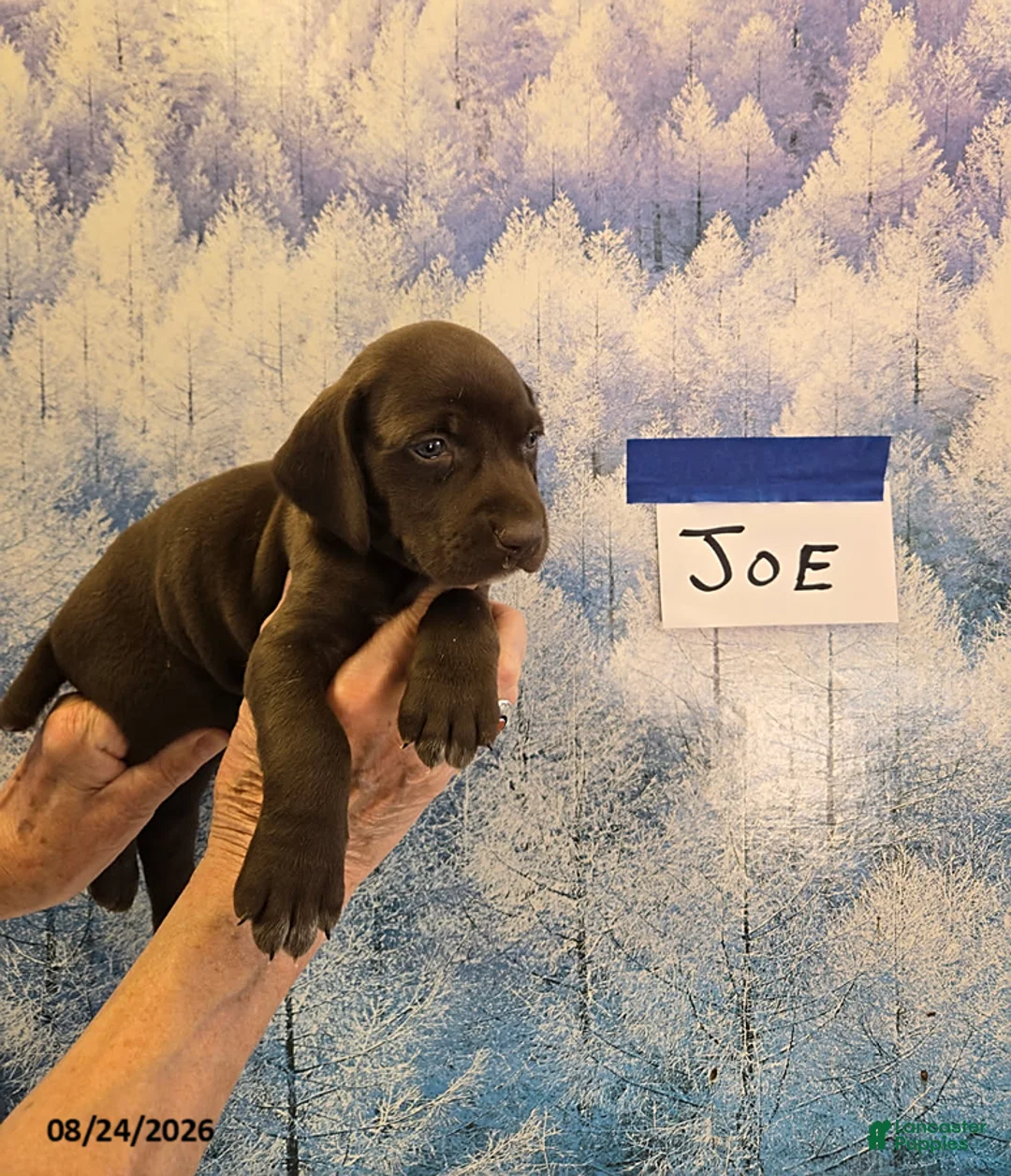 German Shorthaired Pointer dogs for sale: Joe - Ad 1