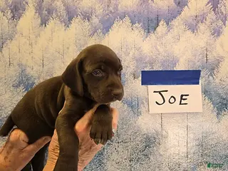 German Shorthaired Pointer dogs Joe - Ad 32