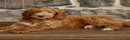 Goldendoodle dogs for sale: Justin - Ad 3