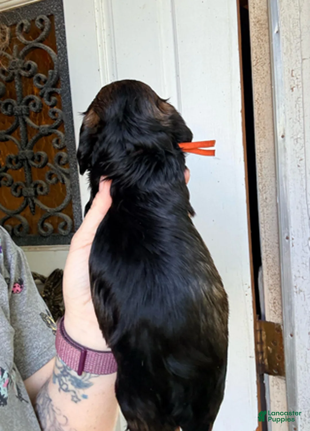 Dachshund dogs for sale: Red - Ad 2