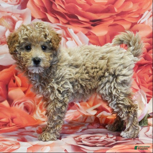 Toy Poodle dogs Diamond - Ad 1