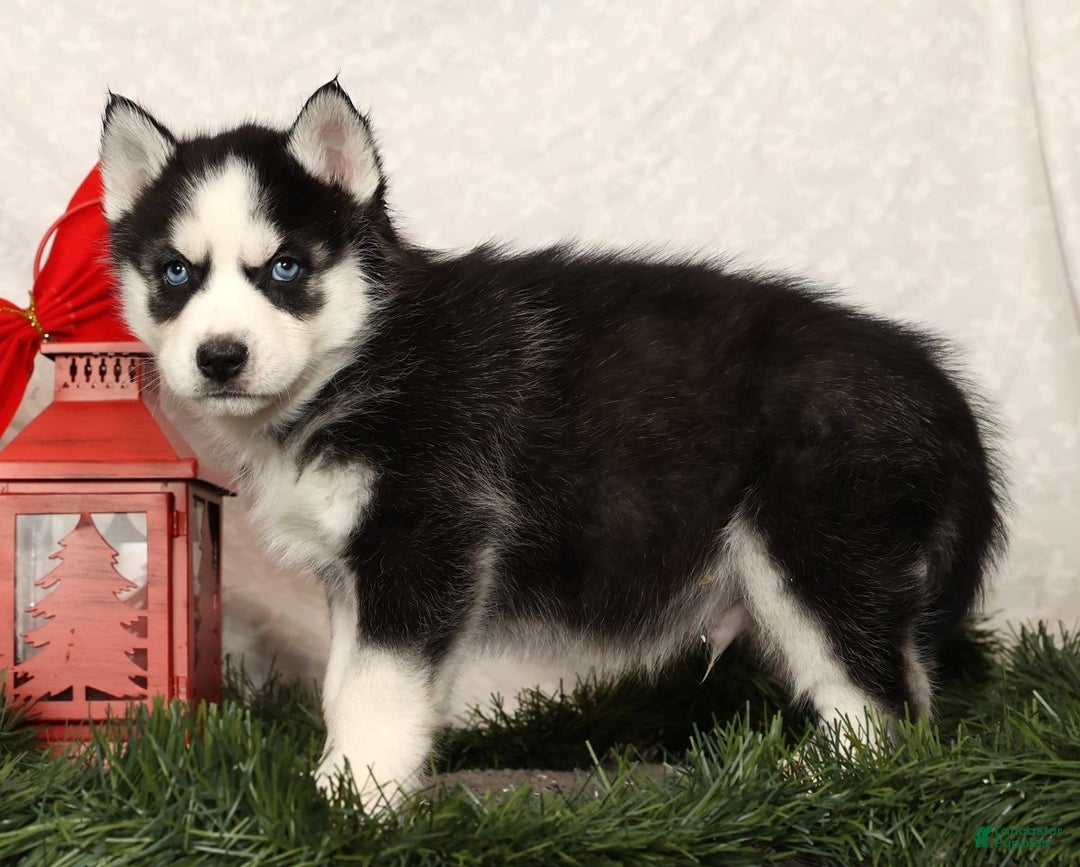 Siberian Husky dogs for sale: Dasher - Ad 2