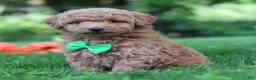 Mini Goldendoodle dogs for sale: Pumpkin - Ad 8