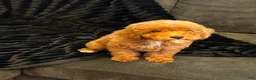 Toy Poodle dogs for sale: Toy Poodle 1 - Ad 2