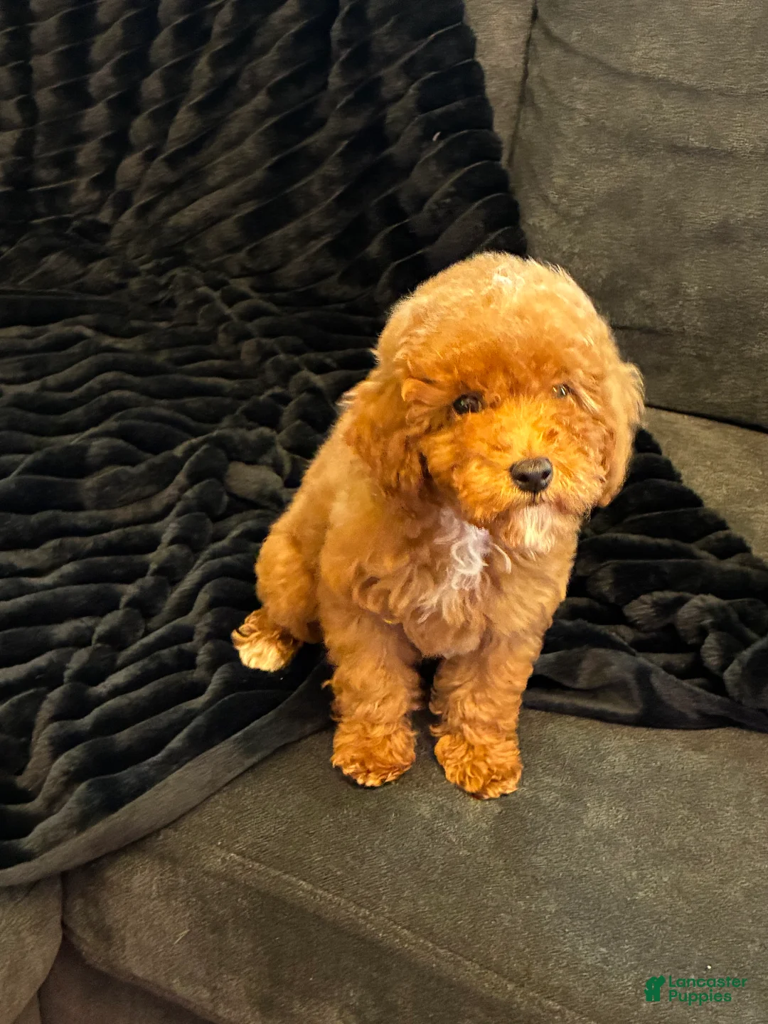 Toy Poodle dogs for sale: Toy Poodle 1 - Ad 2