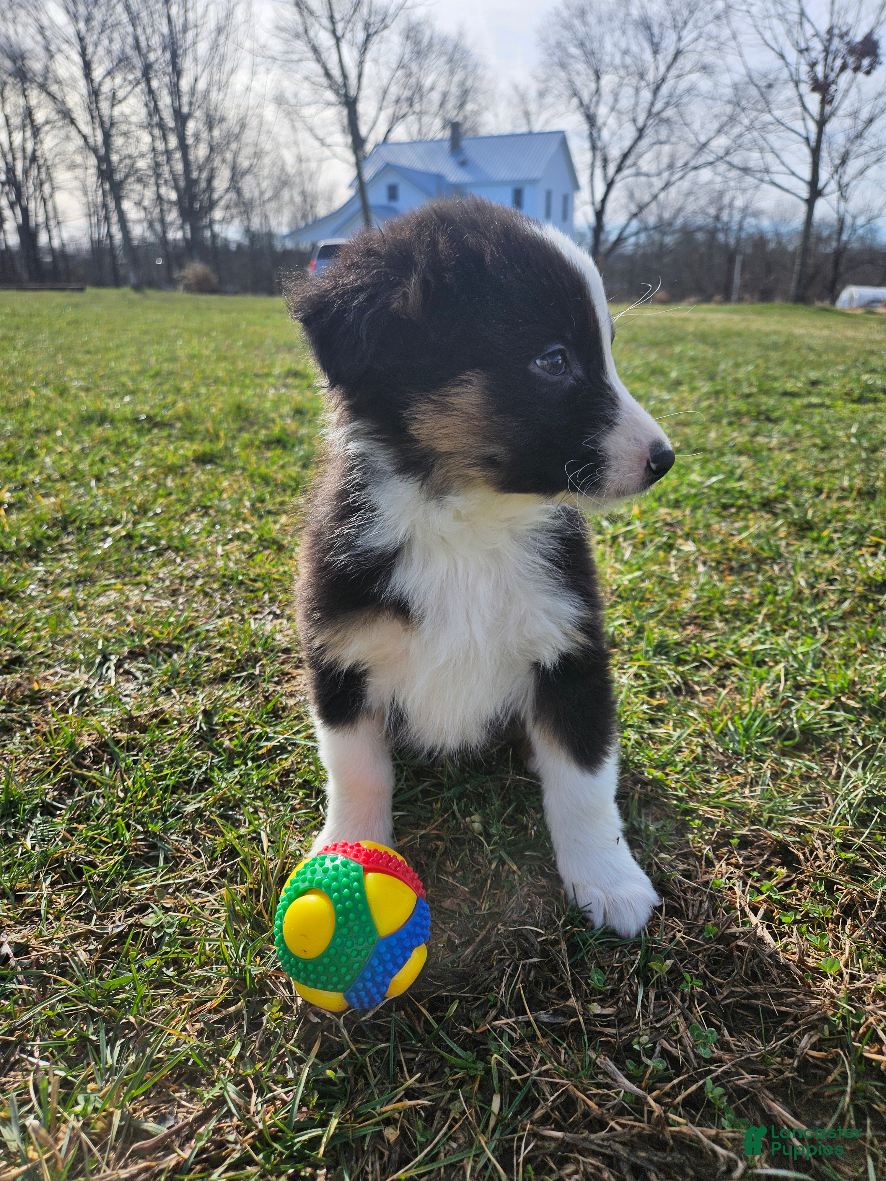 Australian Shepherd dogs Cheif - Ad 23