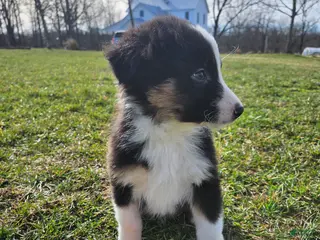 Australian Shepherd dogs Cheif - Ad 23