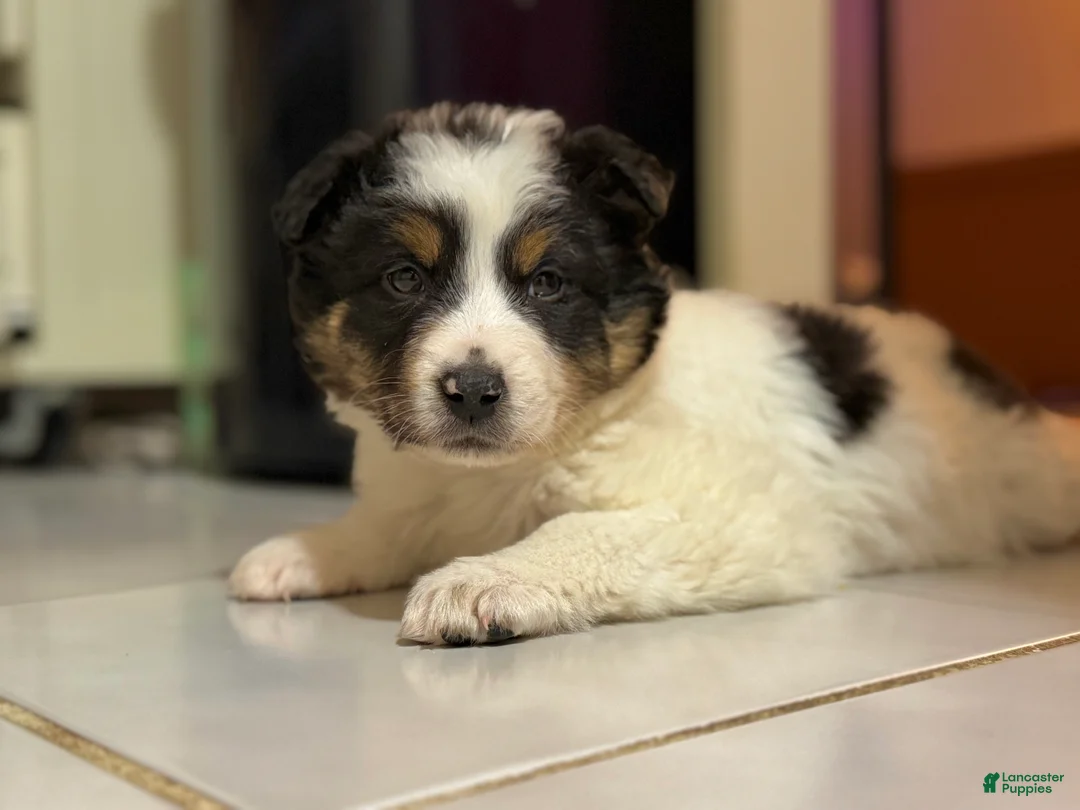 Australian Shepherd dogs for sale: Australian Shepherd Puppy 1 - Ad 1