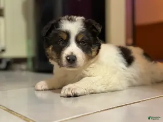 Australian Shepherd dogs Australian Shepherd Puppy 1 - Ad 12