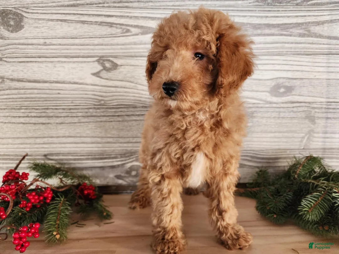 Mini Goldendoodle dogs for sale: Nash - Ad 2