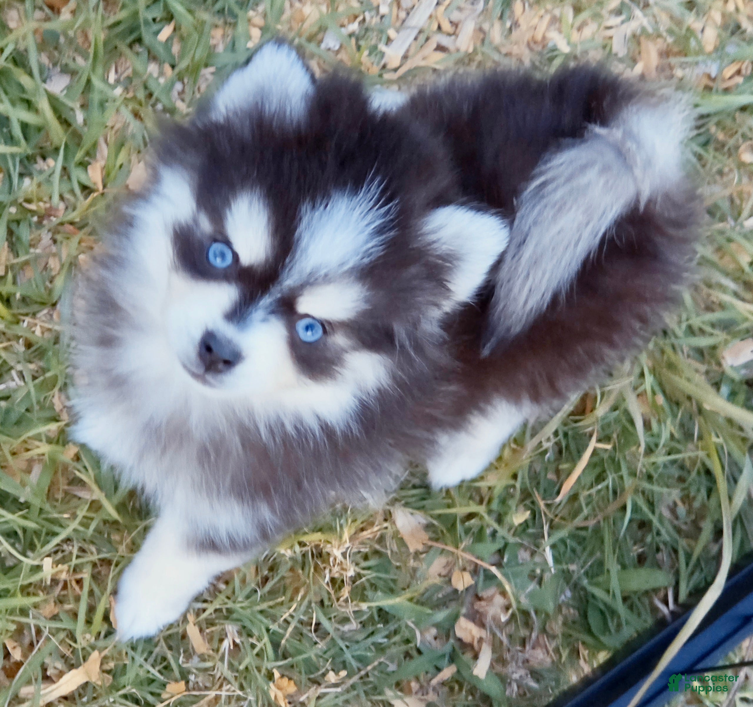 Pomsky dogs Kloey - Ad 1
