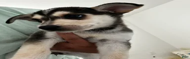 Gerberian Shepsky Puppy 7