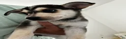 Gerberian Shepsky dogs for sale: Gerberian Shepsky Puppy 7 - Ad 1
