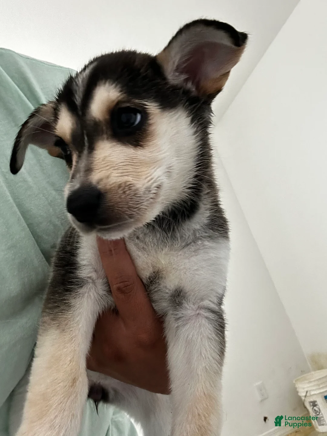 Gerberian Shepsky dogs for sale: Gerberian Shepsky Puppy 7 - Ad 1