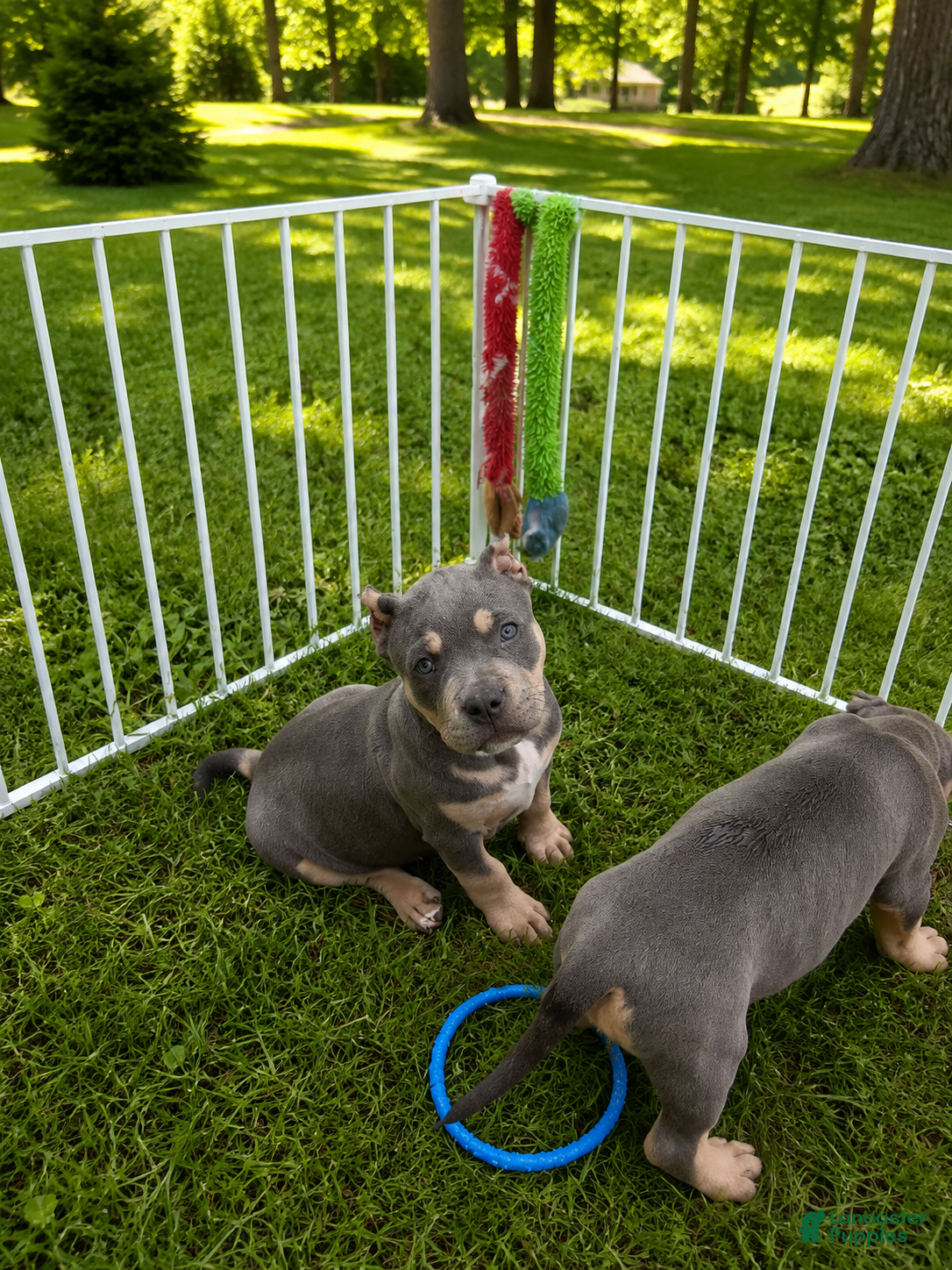 American Bully dogs American Bully Puppy 1 - Ad 1