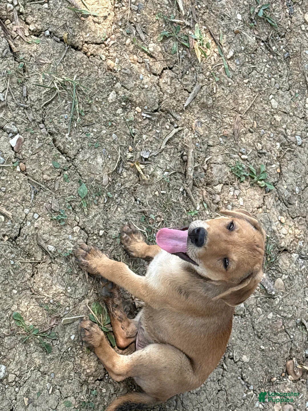 Mixed Breed dogs for sale: Mixed Breed 1 - Ad 2