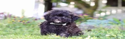Shihpoo dogs for sale: Troy - Ad 4