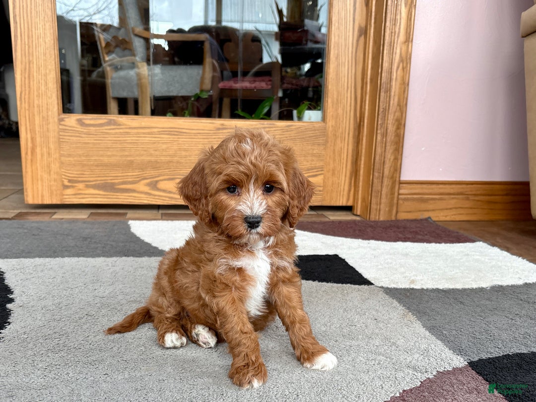 Cavapoo dogs for sale: Cavapoo F1b Female Puppy 4 - Ad 2