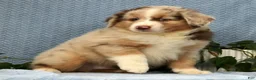 Miniature Australian Shepherd dogs for sale: Riley - Ad 3