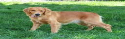 Golden Retriever dogs for sale: Blessing - Ad 3