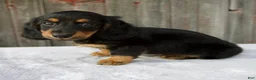 Miniature Dachshund dogs for sale: Murphy - Ad 3