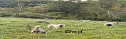 Great Pyrenees dogs for sale: Nicky - Ad 10